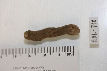 Media type: image;   Invertebrate Zoology HOL-710 Description: Preserved specimen.;